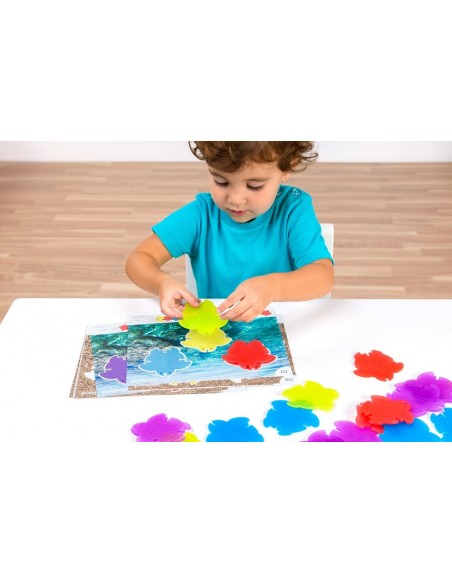 Math Turtles translúcides