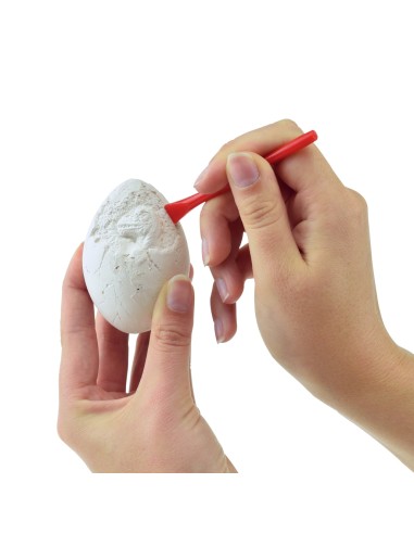 Huevo excavación de Dinosaurio