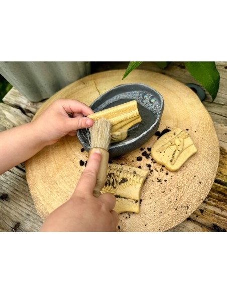 Descobreix fòssils - Pliosaur i Stegosaurus