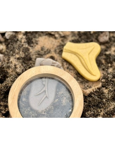 Descubre fósiles - Pliosaur y...