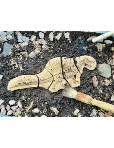 Descubre fósiles - Triceratops y...