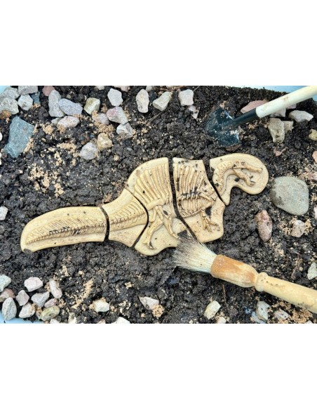 Descubre fósiles - Triceratops y Spinosaurus