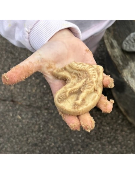 Descubre fósiles - Triceratops y Spinosaurus