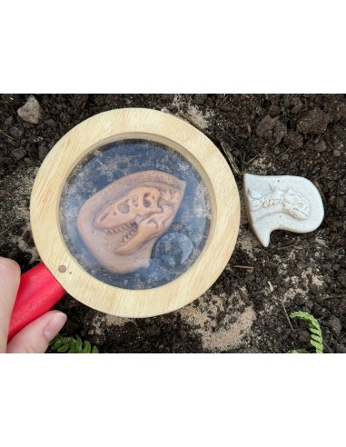 Descobreix fòssils - Ankylosaurus &...