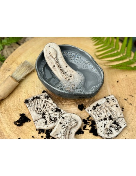 Descubre fósiles - Ankylosaurus & Tyrannosaurus rex