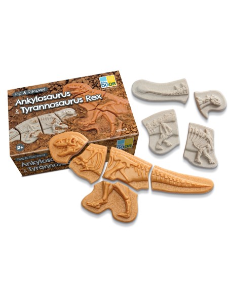 Descobreix fòssils - Ankylosaurus & Tyrannosaurus rex