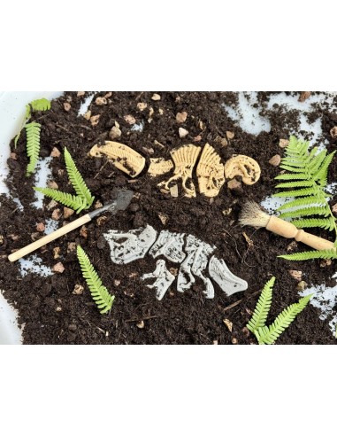 Descobreix fòssils - Ankylosaurus &...