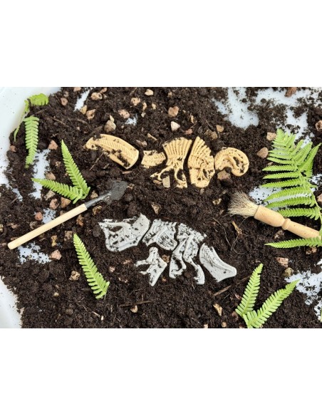 Descobreix fòssils - Ankylosaurus & Tyrannosaurus rex