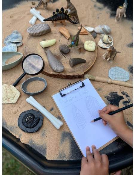 Dientes prehistóricos - 8 piezas