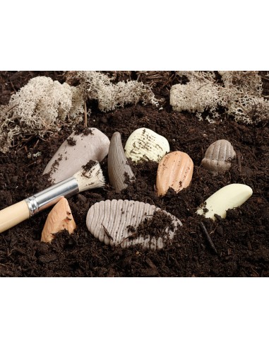 Dientes prehistóricos - 8 piezas