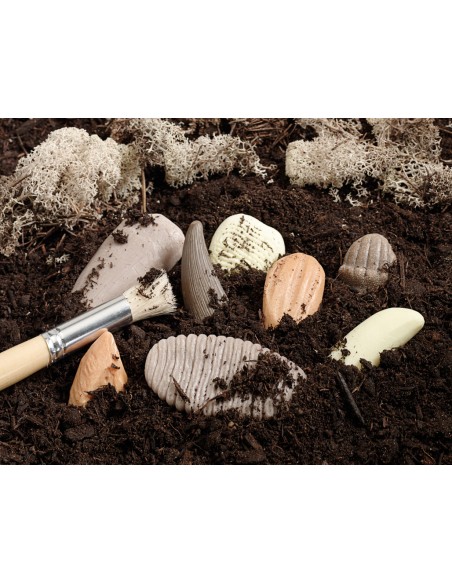 Dientes prehistóricos - 8 piezas