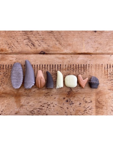 Dents prehistòriques - 8 peces