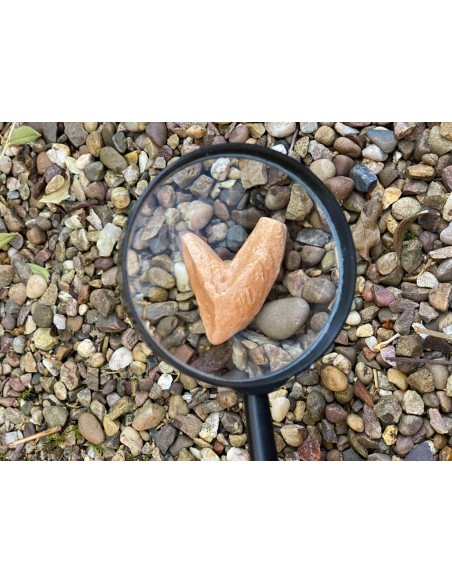 Dents prehistòriques - 8 peces