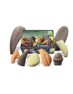 Dents prehistòriques - 8 peces