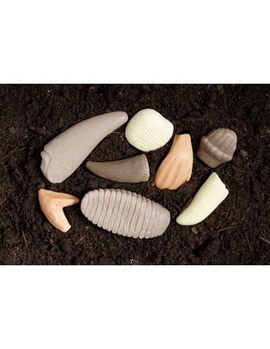 Dientes prehistóricos - 8 piezas