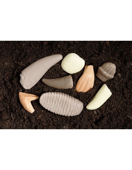 Dientes prehistóricos - 8 piezas