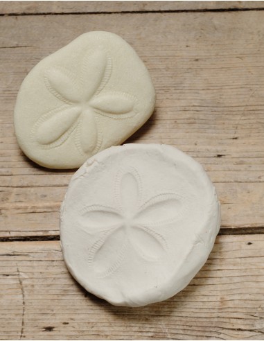 Piedras táctiles - Fósiles