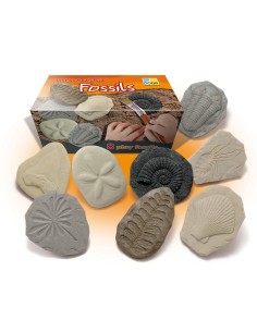 Piedras táctiles - Fósiles