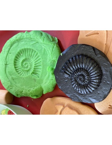 Piedras táctiles - Fósiles