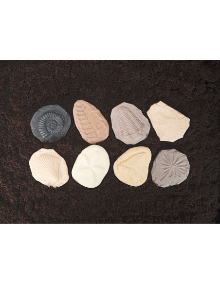 Piedras táctiles - Fósiles