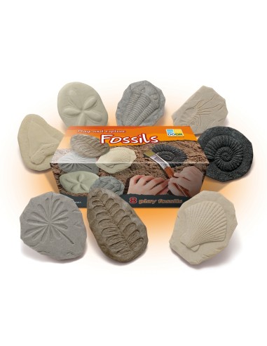 Piedras táctiles - Fósiles