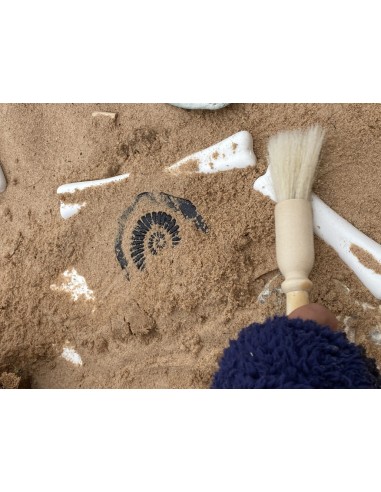 Pedres tàctils - Fòssils