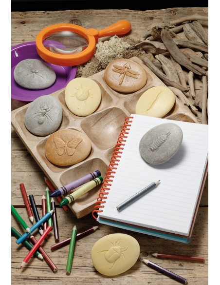 Piedras táctiles - Insectos