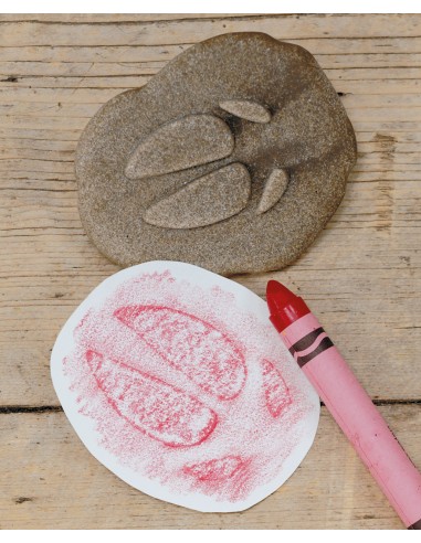 Investiga la petjada - Granja