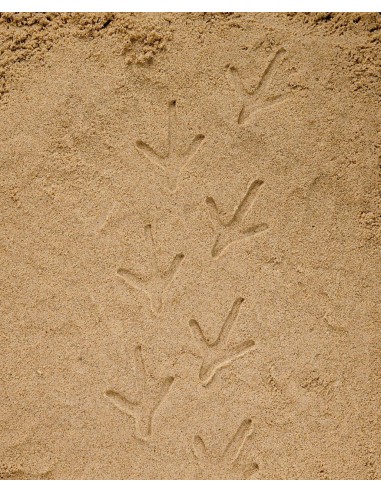 Investiga la petjada - Granja