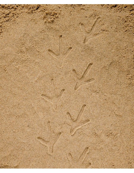 Investiga la huella - Granja