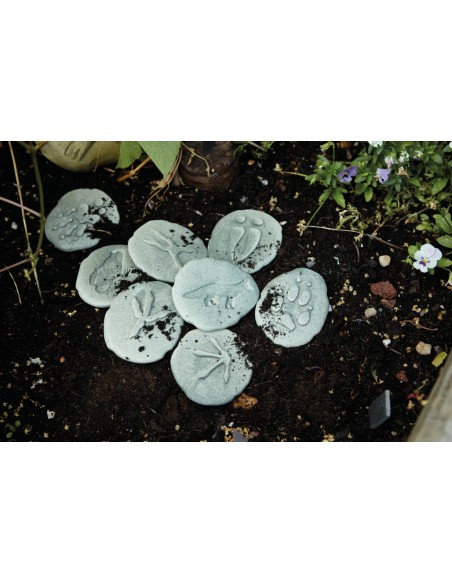 Investiga las huellas - Bosque