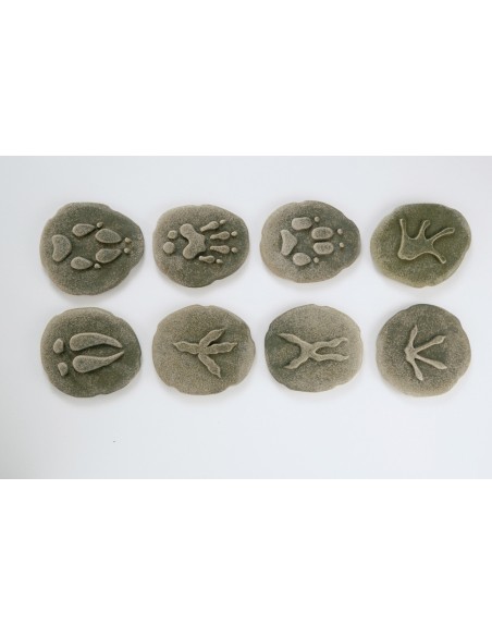 Investiga les petjades - Bosc