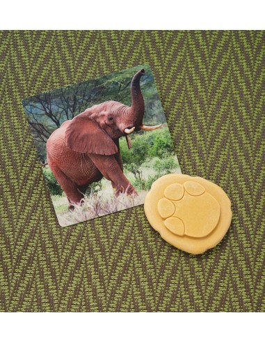 Investiga les petjades - Safari