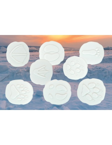 Investiga las huellas - Polar