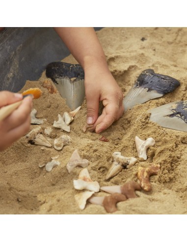 Juego de dientes de tiburón Super...