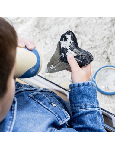 Juego de dientes de tiburón Super...