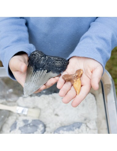 Juego de dientes de tiburón Super...
