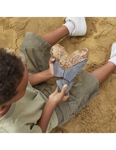 Dent de Megalodont - Trencaclosques 3D de fòssils magnètics