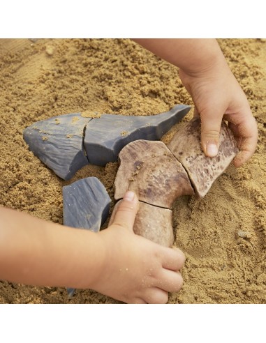 Dent de Megalodont - Trencaclosques...