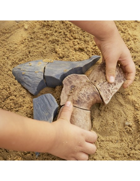 Dent de Megalodont - Trencaclosques 3D de fòssils magnètics