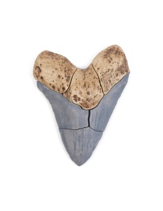 Diente de Megalodón -... 2