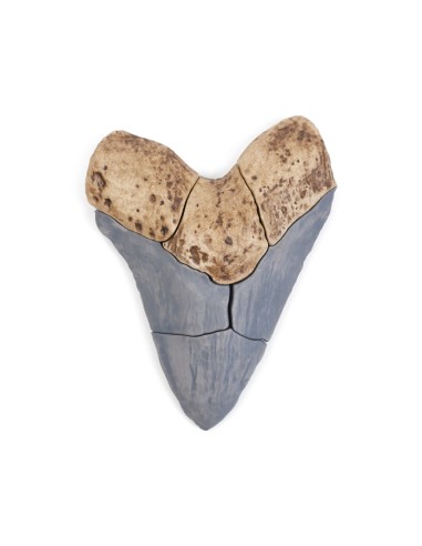 Dent de Megalodont - Trencaclosques...