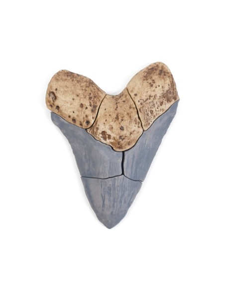 Dent de Megalodont - Trencaclosques 3D de fòssils magnètics