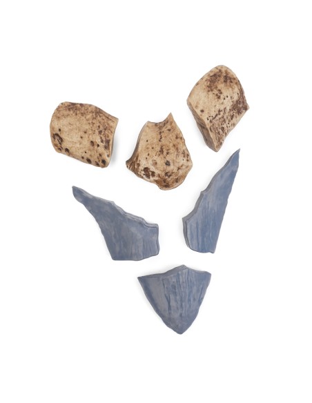 Diente de Megalodón - Rompecabezas 3D de fósiles magnéticos