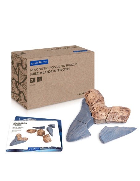 Dent de Megalodont - Trencaclosques 3D de fòssils magnètics