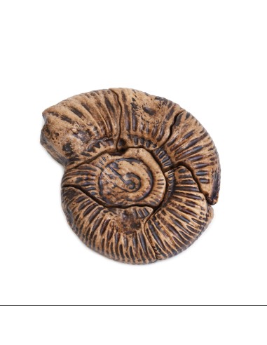 Ammonit - Trencaclosques 3D de...