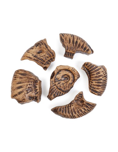 Ammonit - Trencaclosques 3D de...