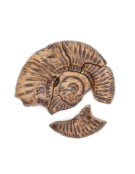 Amonita - Rompecabezas 3D de fósiles magnéticos