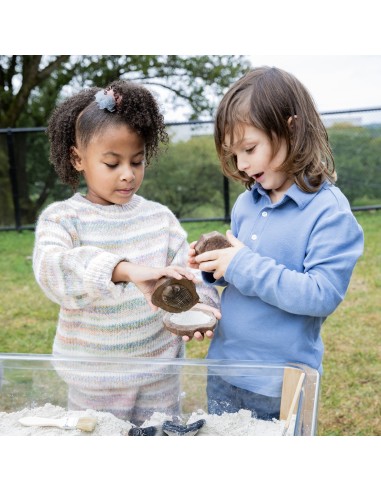 Piedras fósiles magnéticas - 6 piezas