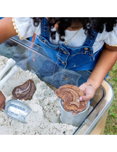 Piedras fósiles magnéticas - 6 piezas